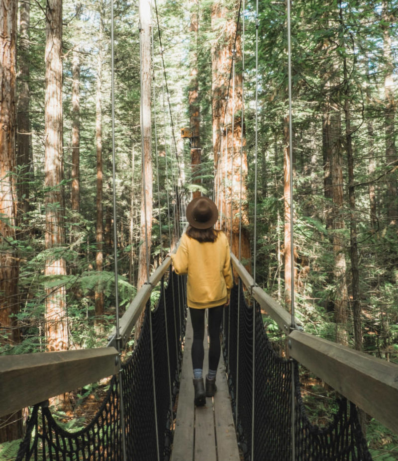 Things to do in New Zealand North Island Redwoods