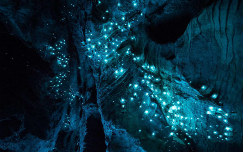 Things to see in New Zealand North Island Glow Worm Caves